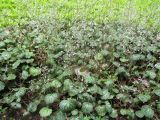 Saxifraga stolonifera. Цветущие растения. Крым, Ялта, Никитский ботанический сад. 27.05.2014.