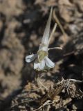 Delphinium stocksianum. Цветок. Узбекистан, Андижанская обл., Булакбашинский р-н, низкогорье в окр. пос. Ширманбулак, высота 700-850 м н.у.м. 06.07.2014.