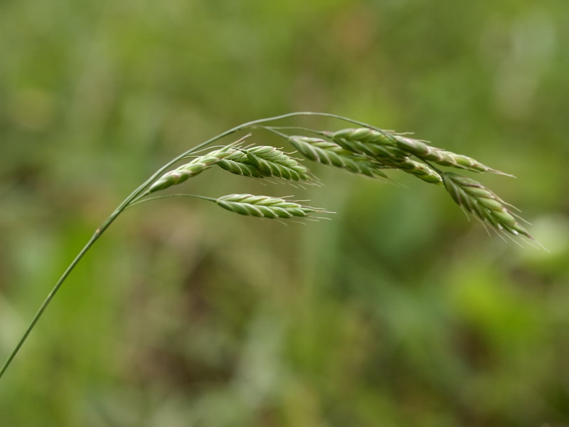 Изображение особи Bromus squarrosus.