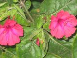 Mirabilis jalapa