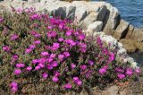 Lampranthus productus