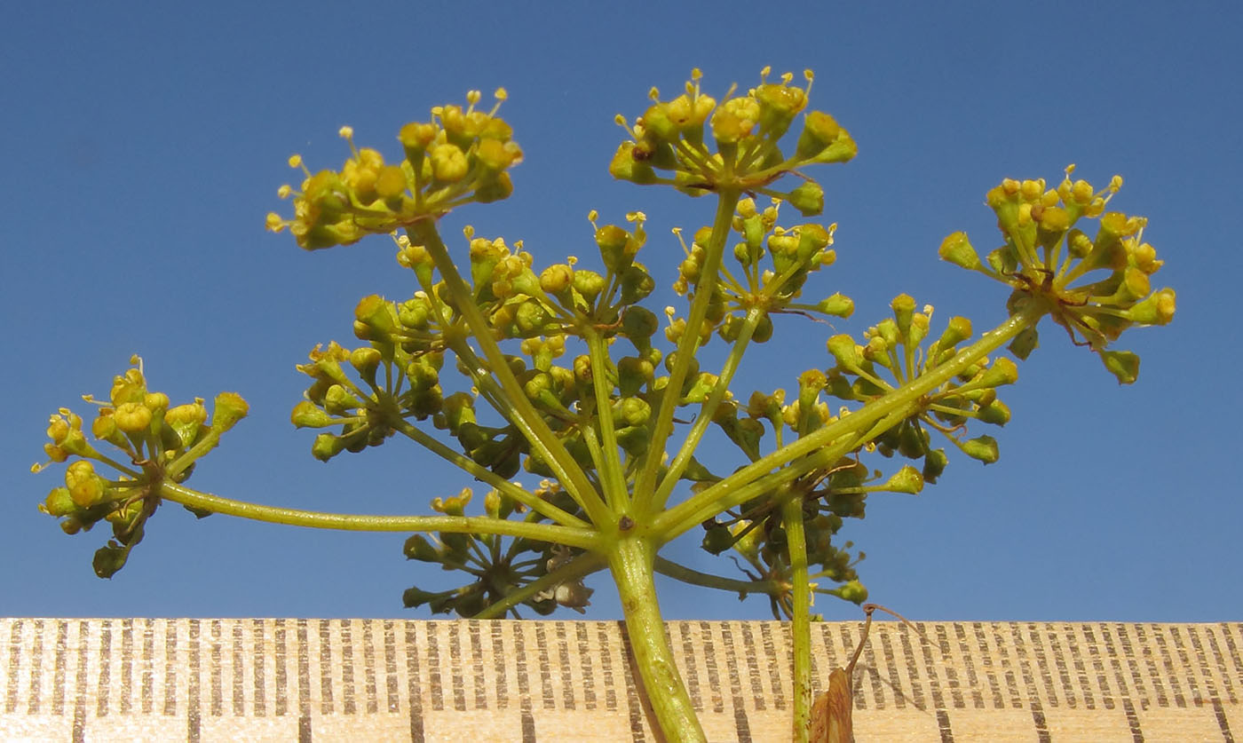 Изображение особи Peucedanum tauricum.