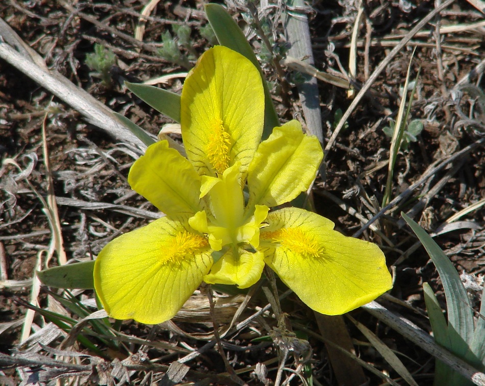 Изображение особи Iris humilis.