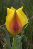 Tulipa greigii