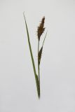 Carex hirta