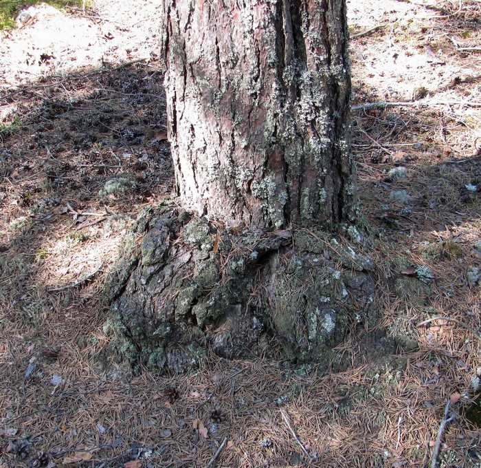 Изображение особи Pinus sylvestris.