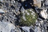 Crepis nana. Плодоносящее растение. Каменные россыпи в низкогорье на западе Чукотки. 25.07.2011.