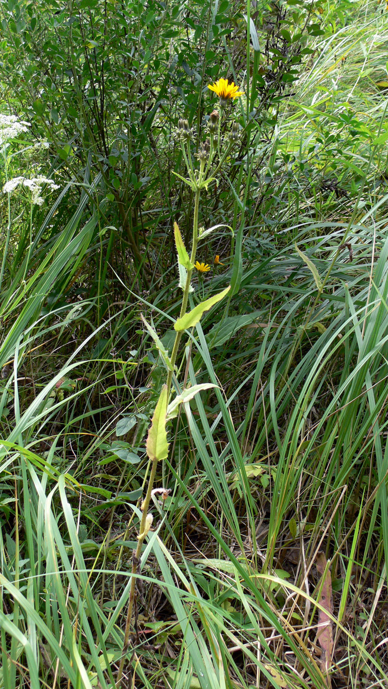 Изображение особи Picris hieracioides.