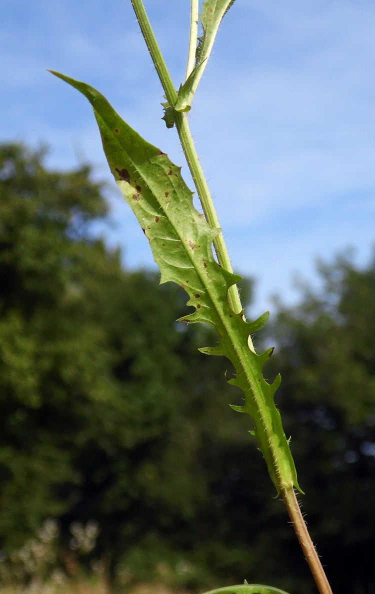 Image of Crepis setosa specimen.