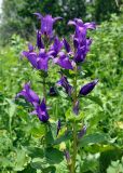 Campanula latifolia