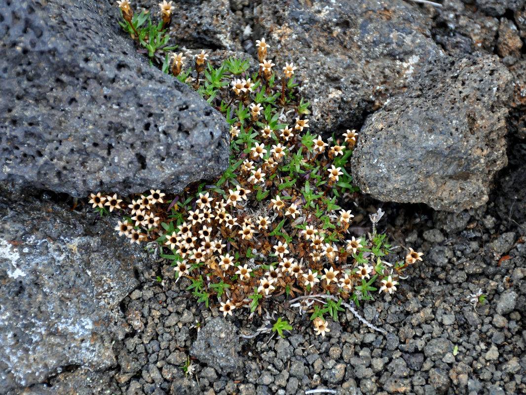 Изображение особи Silene acaulis.