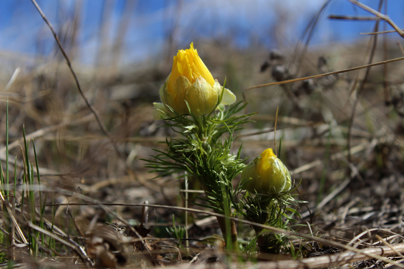 Изображение особи Adonis vernalis.