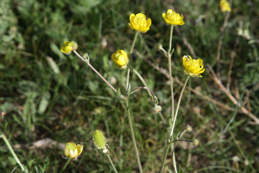 Изображение особи Ranunculus sewerzowii.