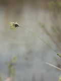 Sesleria caerulea. Верхушка побега с соцветием. Ленинградская обл., Гатчинский р-н, окр. пос. Пудость, берег р. Ижора, сырой луг на травертине. 27.05.2017.