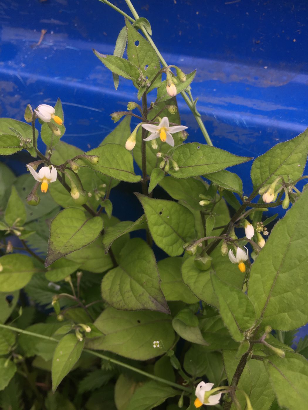 Изображение особи Solanum nigrum.