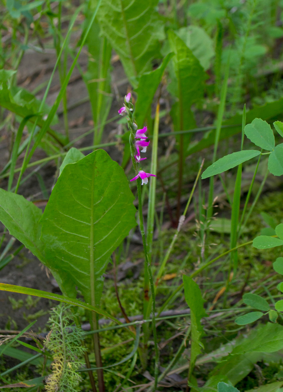 Изображение особи Spiranthes australis.