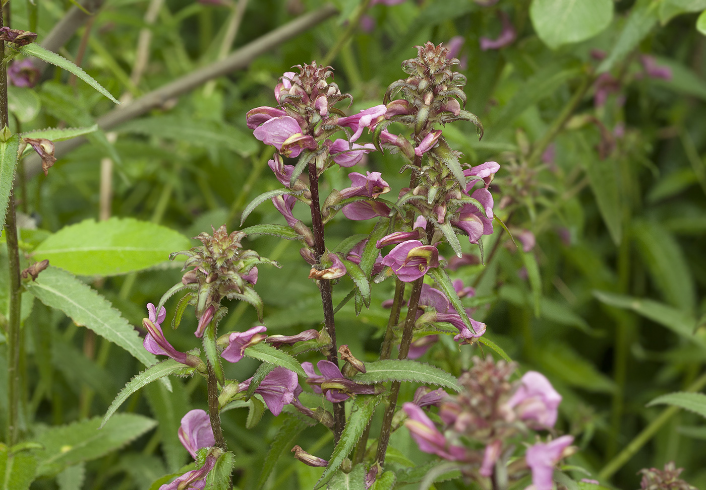 Изображение особи Pedicularis resupinata.