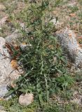 Cirsium vulgare