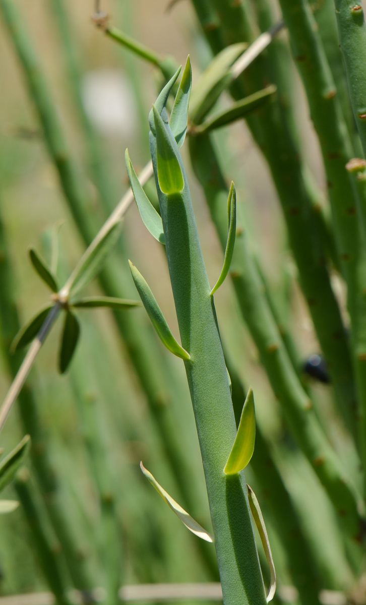 Изображение особи Euphorbia mauritanica.