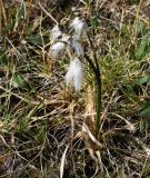 Eriophorum angustifolium