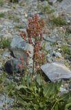 Rumex thyrsiflorus. Плодоносящее растение. Монголия, аймак Баян-Улгий, сомон Цэнгэл, Монгольский Алтай, долина р. Цаган-Гол, устье ручья Налиа-Гол. 29.07.2008.