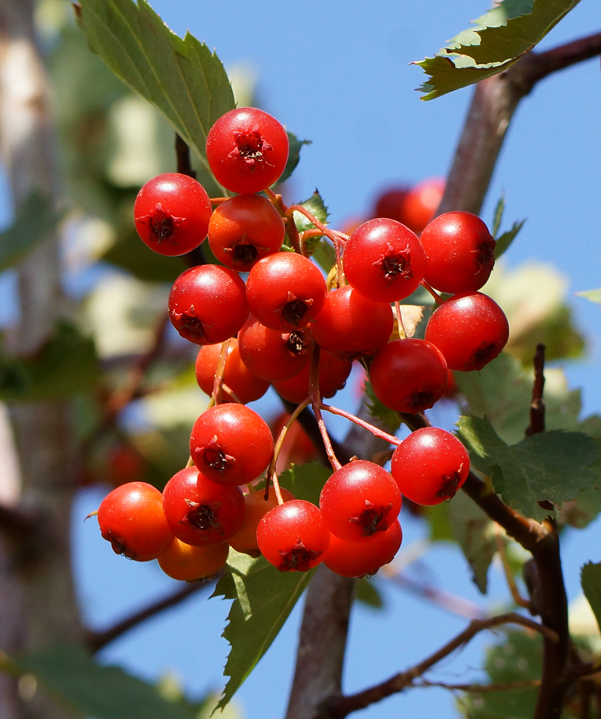 Изображение особи Crataegus chlorocarpa.