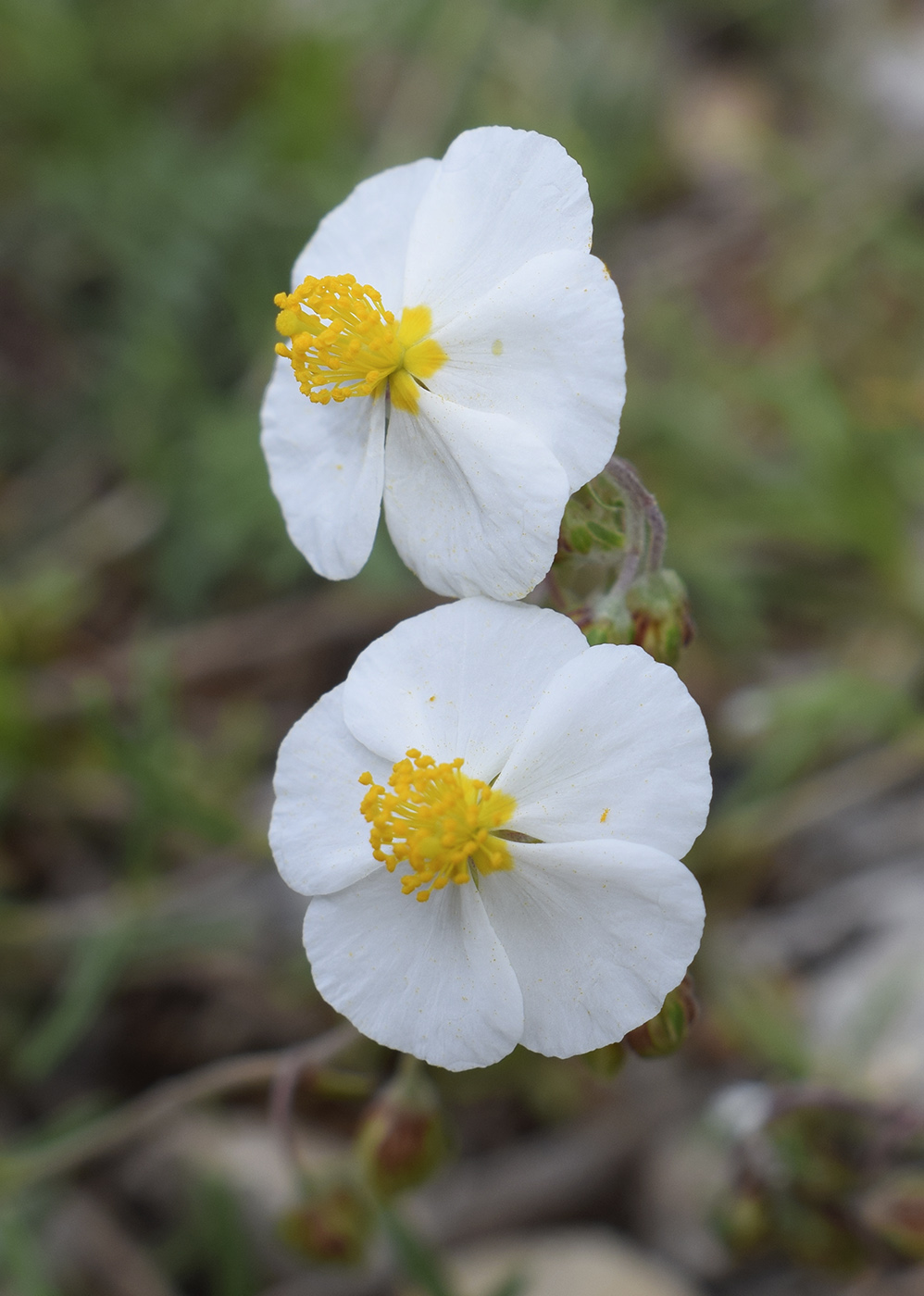 Изображение особи Helianthemum apenninum.