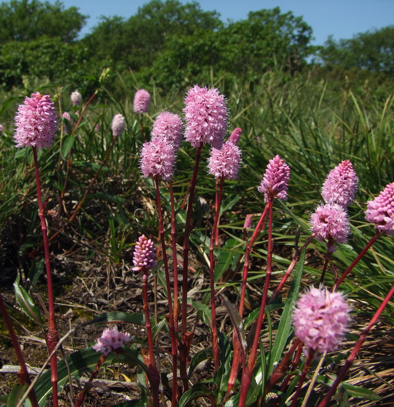 Изображение особи Bistorta plumosa.