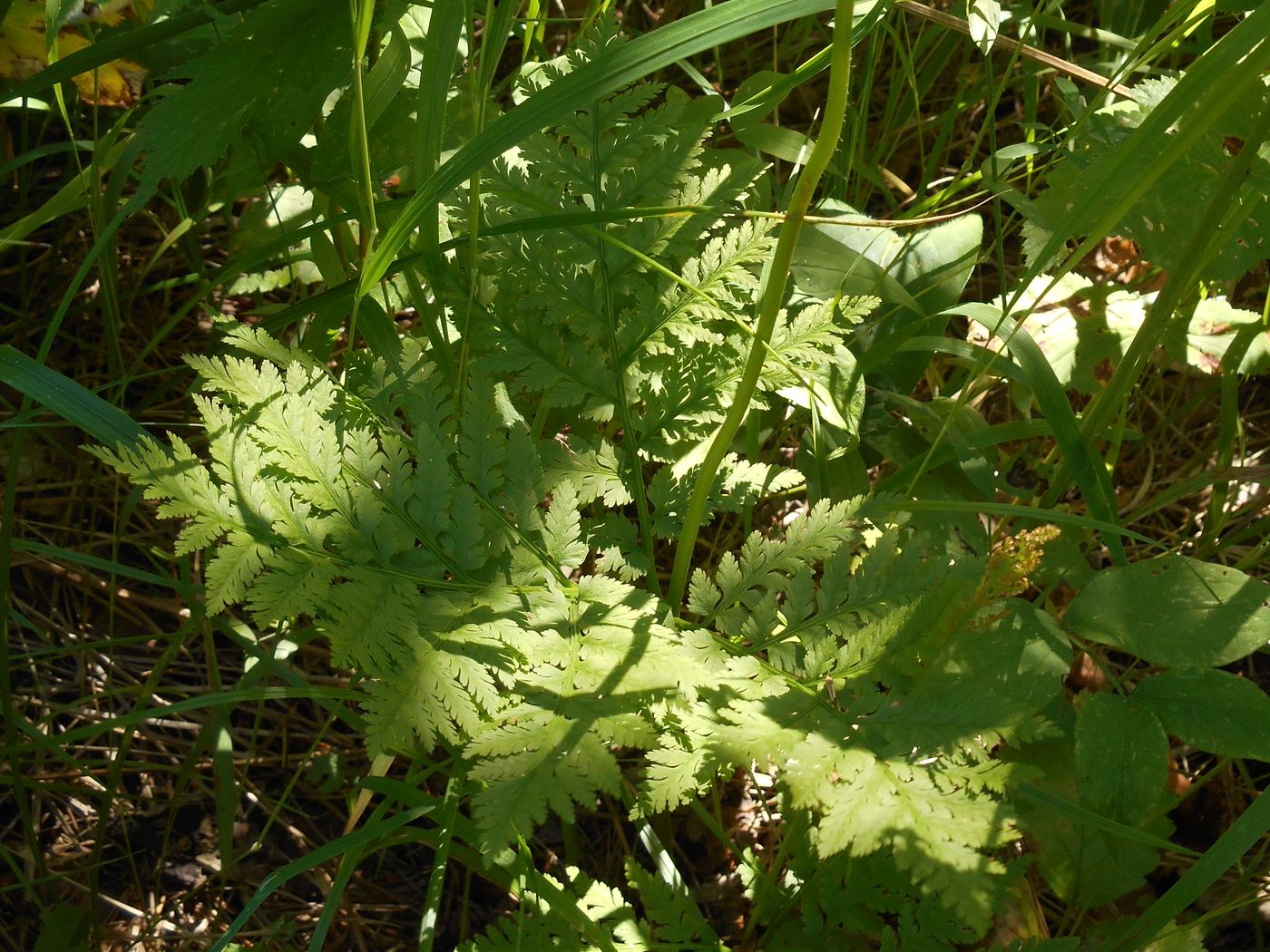 Изображение особи Botrychium virginianum.