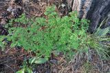 Thalictrum foetidum. Вегетирующее растение. Иркутская обл., Иркутский р-н, окр. пос. Большое Голоустное, скальный береговой обрыв к Байкалу с редкими деревьями. 17.08.2018.