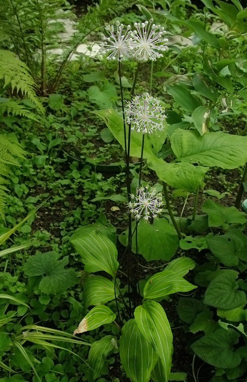 Изображение особи Allium ovalifolium var. leuconeurum.