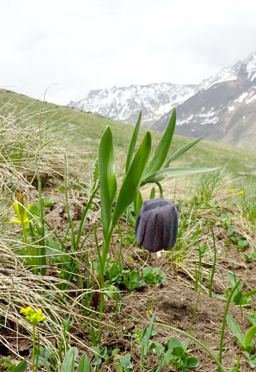 Изображение особи Fritillaria latifolia.