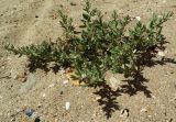 Polygonum maritimum