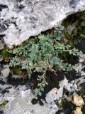 Asplenium ruta-muraria