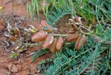 Astragalus physodes. Соплодия и листья. Астраханская обл., Харабалинский р-н, берег р. Ашулук, песчаный участок степного склона. 30.04.2019.