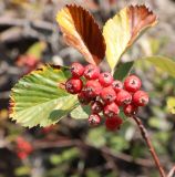 род Sorbus