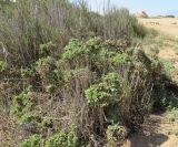 Atriplex capensis. Вегетирующее растение. Намибия, регион Erongo, южная граница г. Свакопмунд, пойма р. Свакоп, среди зарослей Phragmites. 05.03.2020.