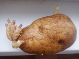 Solanum tuberosum