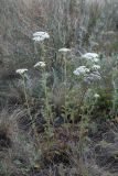 Achillea nobilis. Цветущее растение. Казахстан, Акмолинская обл., Тенгиз-Кургальджинская впадина, Кургальджинский запов., степь. 17 июня 2022 г.