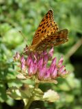 Sedum spurium. Верхушка цветущего растения с кормящейся-перламутровкой Argynnis niobe. Карачаево-Черкесия, Зеленчукский р-н, долина р. Аксаут, устье р. Кишкет. 05.08.2008.