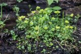 Chrysosplenium alternifolium