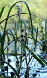 Sparganium × longifolium