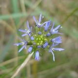 Jasione montana