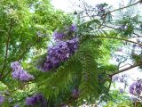 Jacaranda mimosifolia. Ветвь цветущего растения. Турецкая Республика, пров. Анталья, г. Кемер (Türkiye Cumhuriyeti, il Antalya, Kemer); в озеленении города и отелей. 03.06.2009.