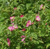 Rosa glabrifolia