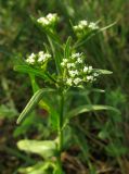 род Valerianella. Верхушка цветущего растения. Крым, окр. с. Перевальное, урочище Аян. 6 мая 2012 г.