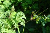 Erodium cicutarium