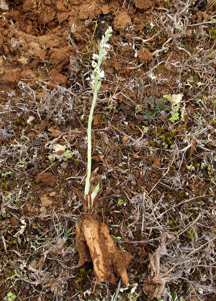 Изображение особи Spiranthes spiralis.