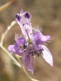 Delphinium barbatum