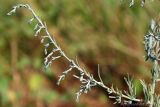 Artemisia austriaca